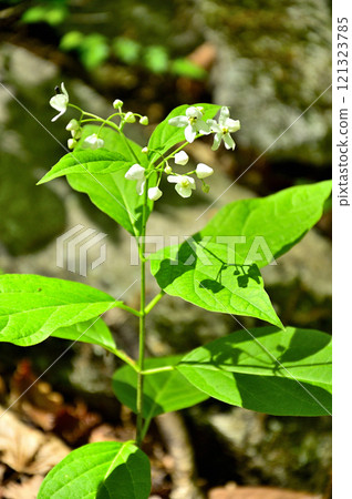 Shakagatake in the Misaka Mountains: Kusatachibana 121323785