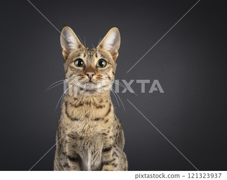 Savannah cat on black background 121323937