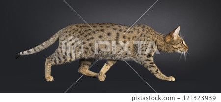 Savannah cat on black background 121323939