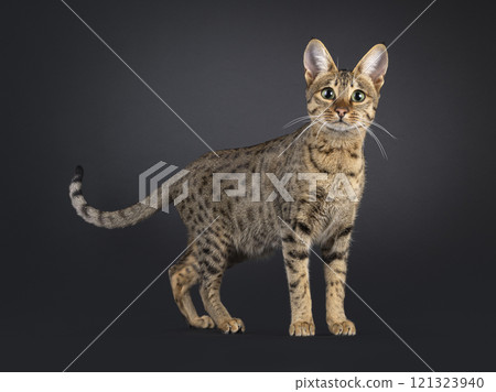 Savannah cat on black background 121323940