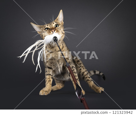 Savannah cat on black background 121323942