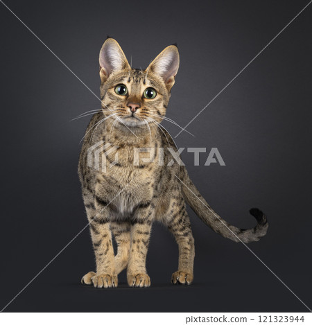 Savannah cat on black background 121323944