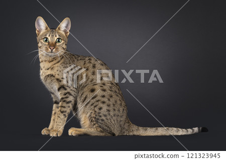 Savannah cat on black background 121323945