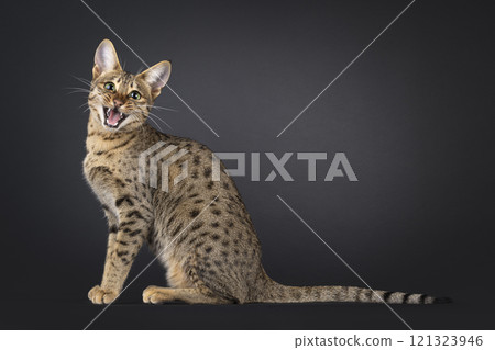 Savannah cat on black background Savannah cat on black background 121323946