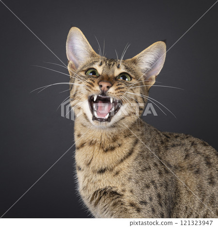 Savannah cat on black background 121323947
