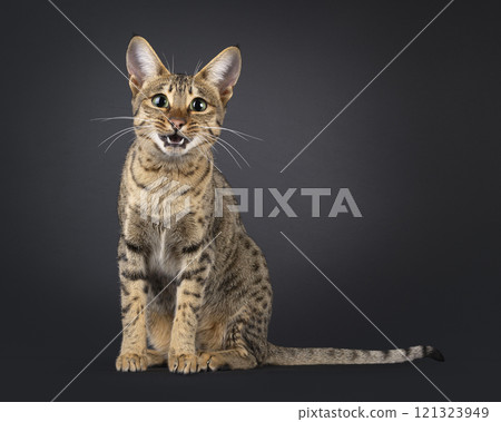 Savannah cat on black background 121323949