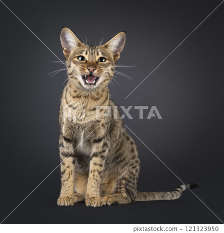 Savannah cat on black background Savannah cat on black background 121323950