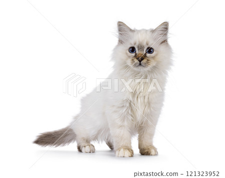 Sacred Birman cat kitten on white background 121323952
