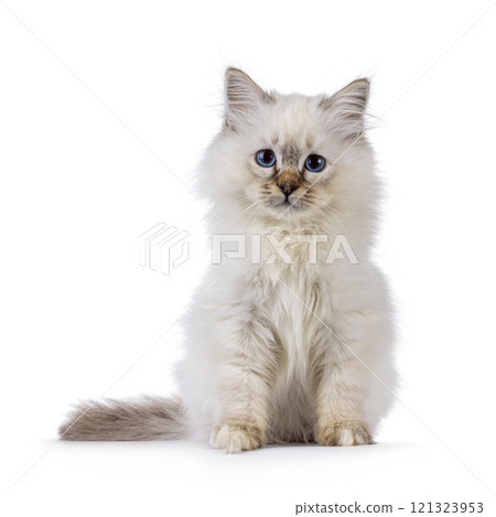 Sacred Birman cat kitten on white background 121323953