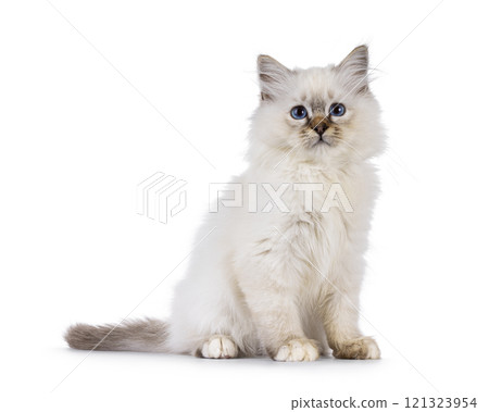 Sacred Birman cat kitten on white background 121323954
