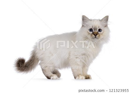Sacred Birman cat kitten on white background Sacred Birman cat kitten on white background 121323955