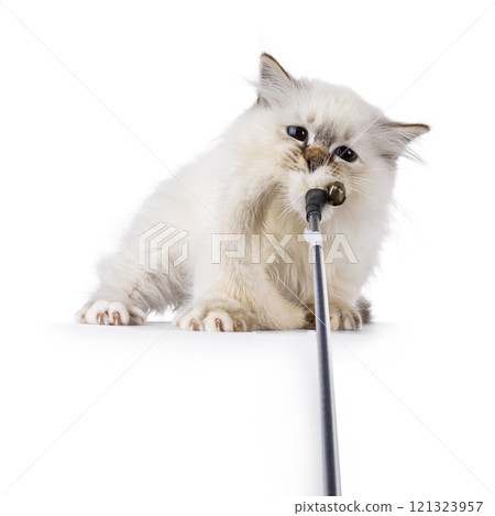 Sacred Birman cat kitten on white background Sacred Birman cat kitten on white background 121323957