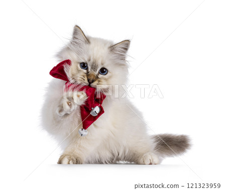 Sacred Birman cat kitten on white background Sacred Birman cat kitten on white background 121323959