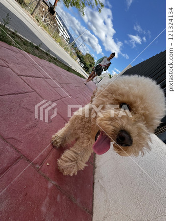 A Playful Dog Enjoying a Bright and Sunny Day with a Friendly Walker Nearby in the Park A Playful Dog Enjoying a Bright and Sunny Day with a Friendly Walker Nearby in the Park 121324134