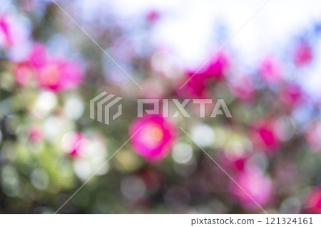 粉紅色的花冬季陽光聚焦背景材料 121324161
