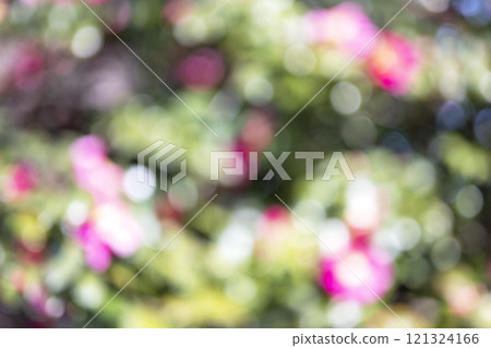 Pink Flowers Winter Sunlight Through the Trees Out-of-focus Background Material Pink Flowers Winter Sunlight Through the Trees Out-of-focus Background Material 121324166