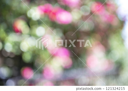 粉紅色的花冬季陽光聚焦背景材料 粉紅色的花冬季陽光聚焦背景材料 121324215