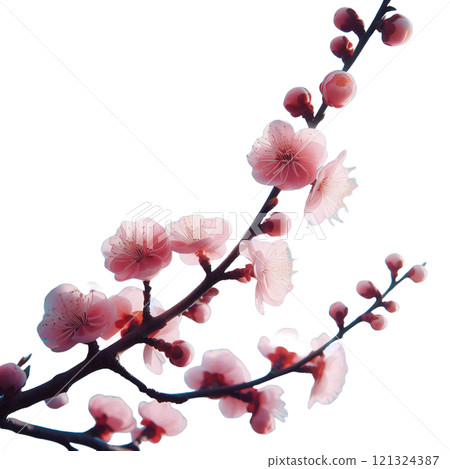 粉紅色的梅花在柔軟的雪地上顯得格外醒目 121324387