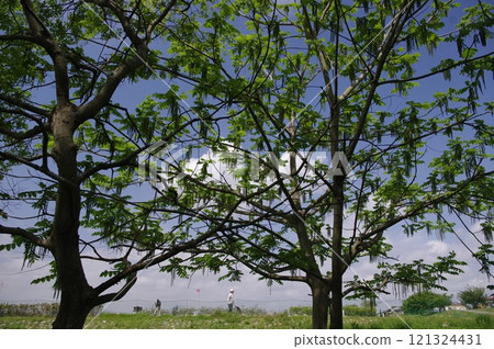 A deciduous broadleaf tree, the Japanese walnut, stands out in the damp riverbed in a depression along the river. 121324431