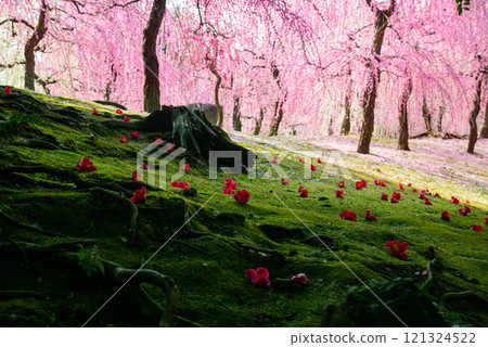 Beautiful spring scenery of camellias and plum blossoms in the gardens of Jonangu Shrine Beautiful spring scenery of camellias and plum blossoms in the gardens of Jonangu Shrine 121324522
