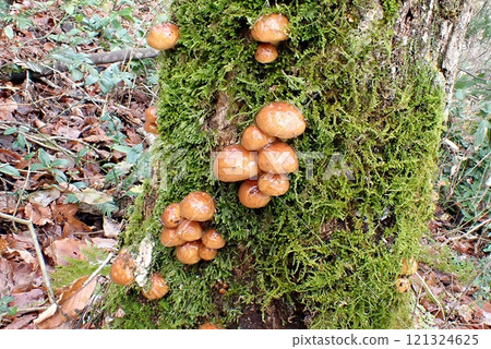 Nameko (Shimohama Hatta, Akita City, 24/12/7) 121324625