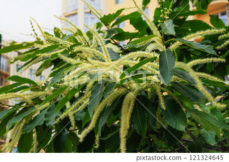 Castanea sativa is growing in garden. Countryside garden. Nature floral background. Sunny day. 121324645