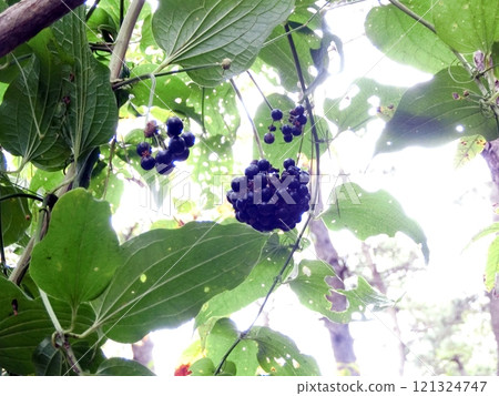 Shiode (Shimoshinjo, Akita City, 22/10/18) Shiode (Shimoshinjo, Akita City, 22/10/18) 121324747