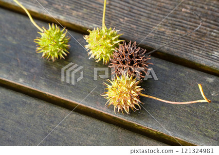 Maple nuts lined up on a bench Maple nuts lined up on a bench 121324981