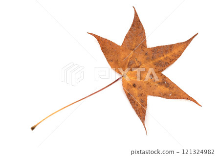白色背景上的秋葉 121324982