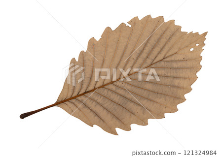 Fallen leaves of oak tree, underside of leaves Fallen leaves of oak tree, underside of leaves 121324984