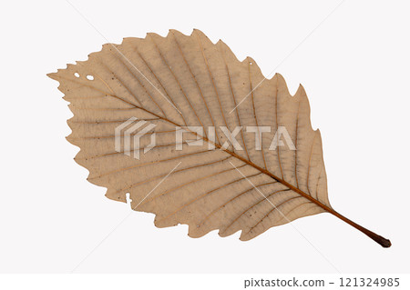 Fallen leaves of oak tree, underside of leaves 121324985