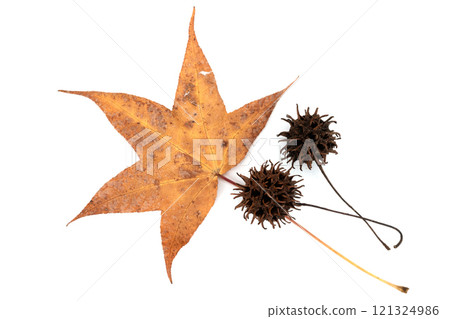 白色背景上的棕色 fuu 水果和葉子 121324986