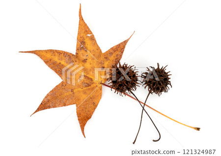 Brown berries and leaves of a lily of the valley on a white background Brown berries and leaves of a lily of the valley on a white background 121324987