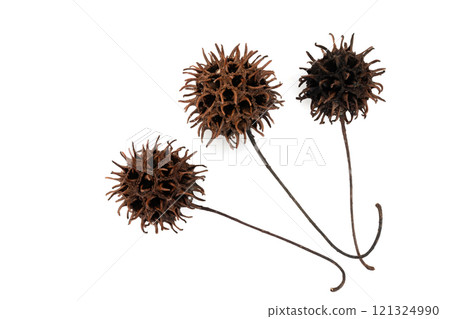 Brown berries of the algae on a white background Brown berries of the algae on a white background 121324990
