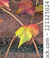 Autumn tinted ivy 121325024