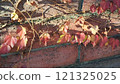 The setting sun shines on the autumn leaves 121325025