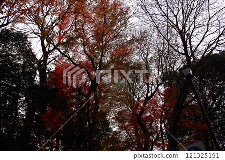 Inokashira Park in early winter (6) Inokashira Park in early winter (6) 121325191