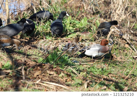 冬天，一群白骨鷸在河岸覓食休息 121325210