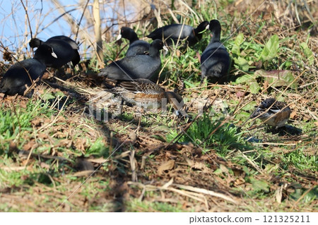 冬天，一群白骨鷸在河岸覓食休息 121325211
