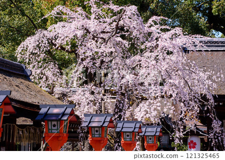 Kyoto Cherry Blossoms: The Leading Weeping Cherry Tree in Full Bloom Kyoto Cherry Blossoms: The Leading Weeping Cherry Tree in Full Bloom 121325465