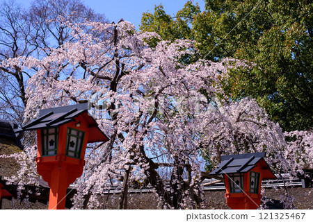 京都的櫻花：盛開的貝櫻，垂枝櫻花 121325467