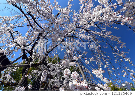 Kyoto Cherry Blossoms: The Leading Weeping Cherry Tree in Full Bloom Kyoto Cherry Blossoms: The Leading Weeping Cherry Tree in Full Bloom 121325469