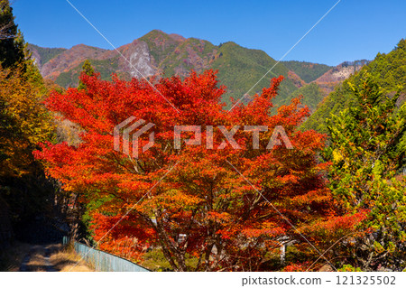 Otaki Kanba area, Chichibu City, Saitama Prefecture. Autumn leaves and mountain scenery near Kanba Cave, a prefectural designated historic site and former residence of the Jomon people. 121325502