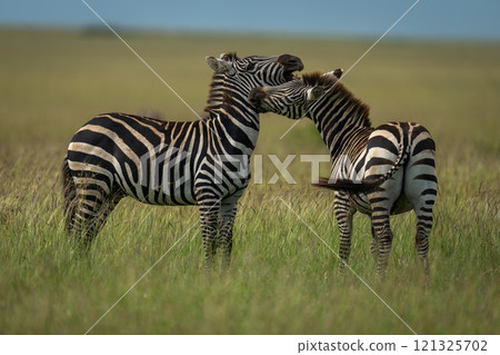 Plains zebra stood biting another on grass Plains zebra stood biting another on grass 121325702