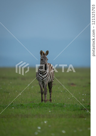 Plains zebra stood in grass watching camera 121325703