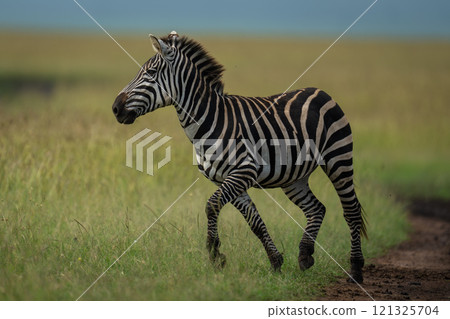 Plains zebra trots across track in sun 121325704