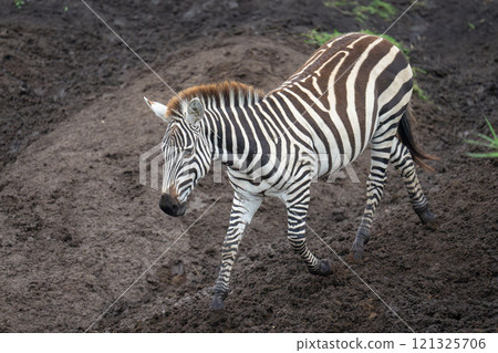 Plains zebra walks down soft earthen riverbank Plains zebra walks down soft earthen riverbank 121325706