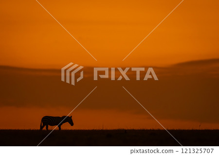 Plains zebra walks silhouetted along sunset horizon Plains zebra walks silhouetted along sunset horizon 121325707