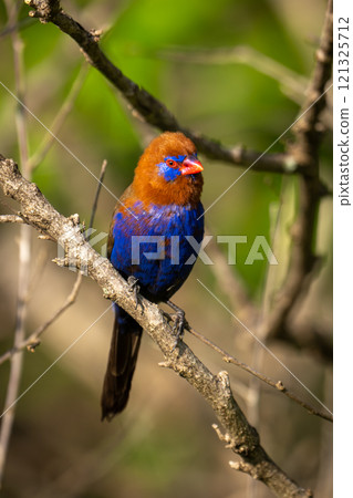 Purple grenadier eyes camera from bare branch 121325712