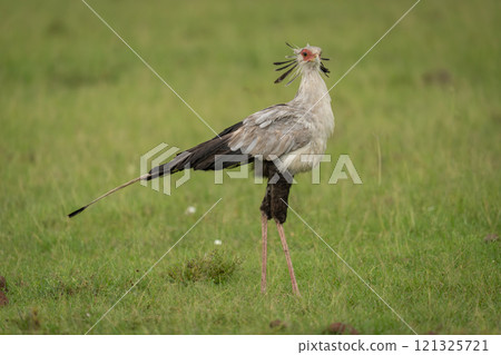 Secretary bird stands on savannah turning head Secretary bird stands on savannah turning head 121325721